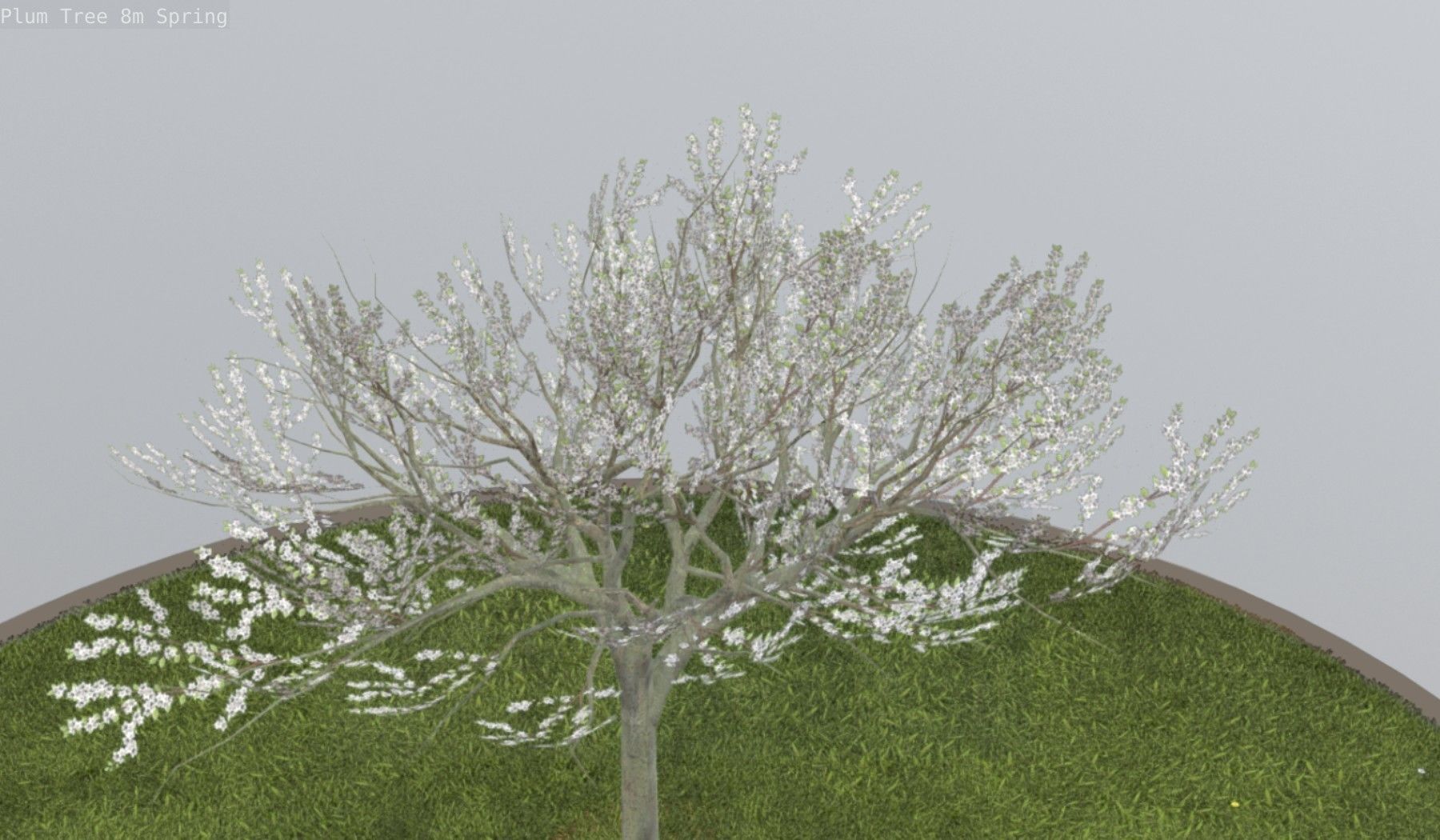 Plum Trees 8m Spring Low-poly 3D model_95
