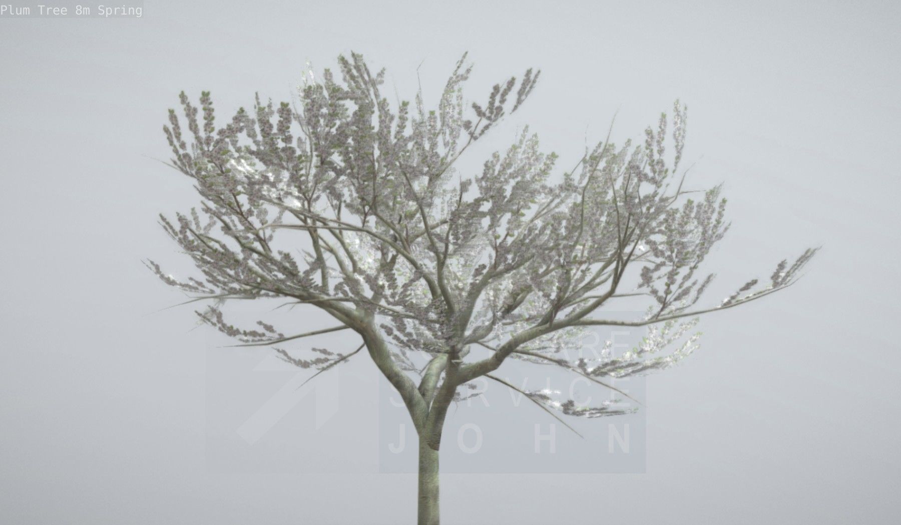 Plum Trees 8m Spring Low-poly 3D model_1