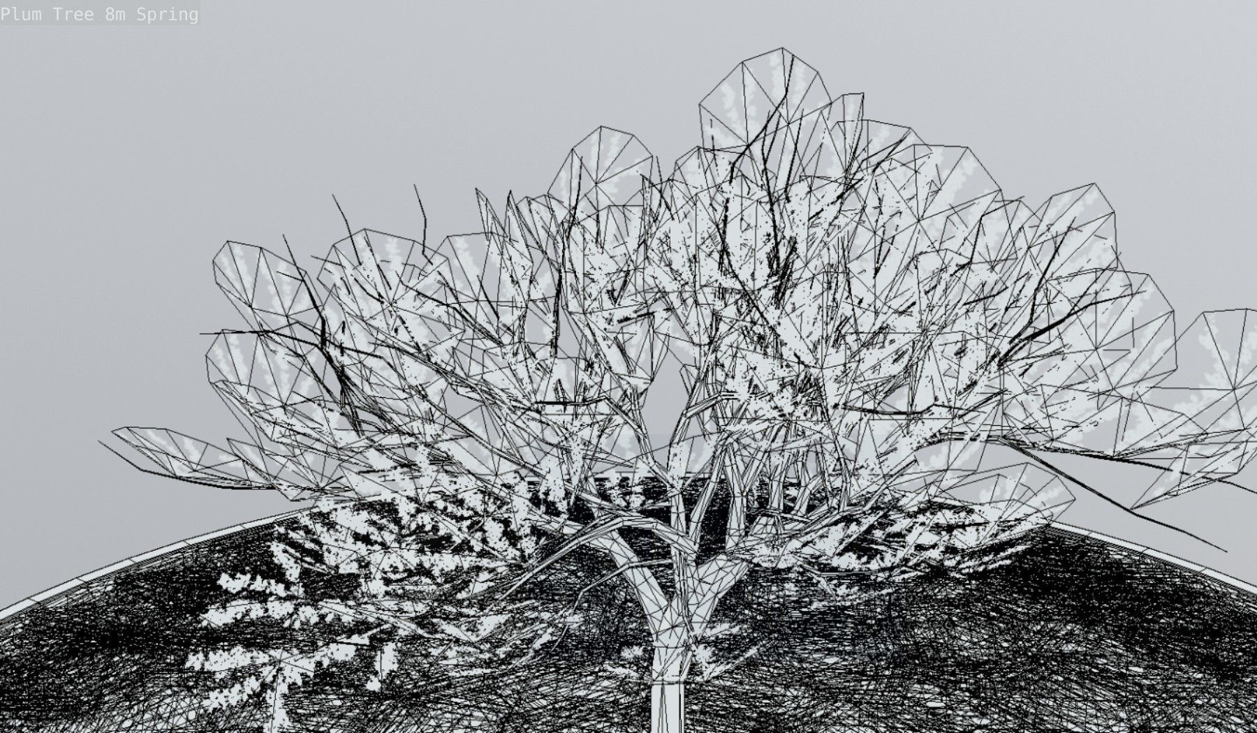 Plum Trees 8m Spring Low-poly 3D model_133