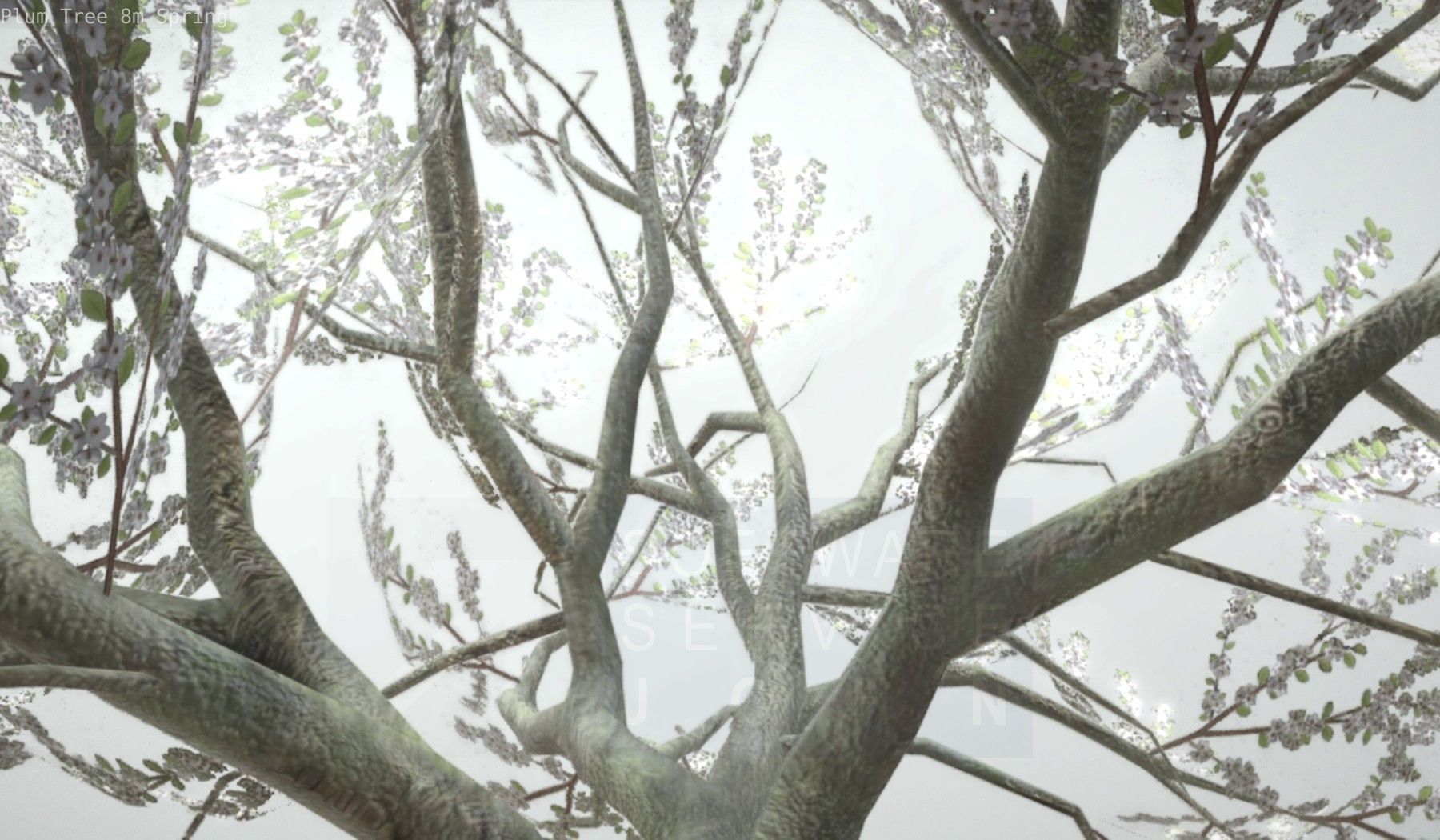 Plum Trees 8m Spring Low-poly 3D model_45