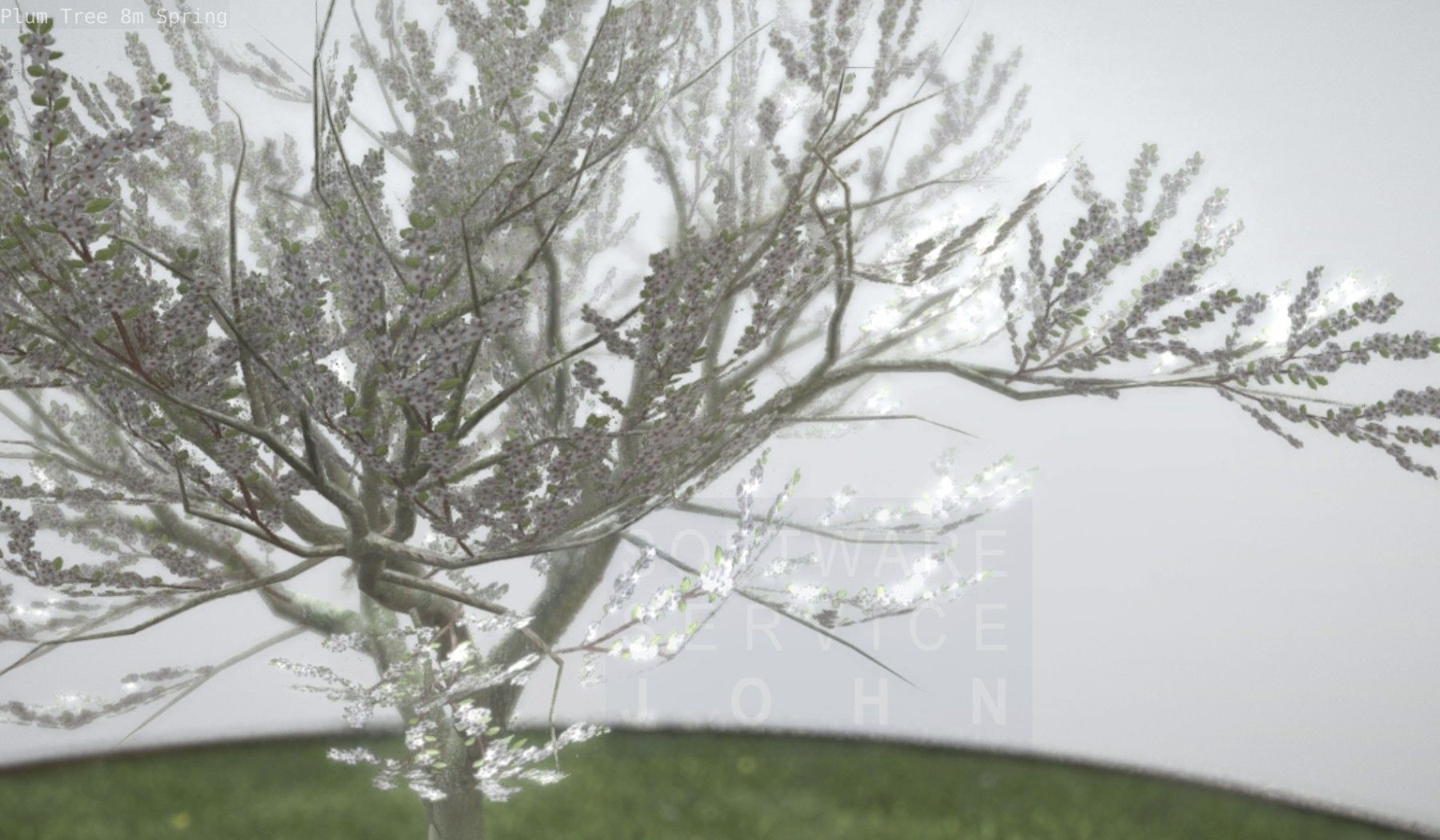 Plum Trees 8m Spring Low-poly 3D model_67