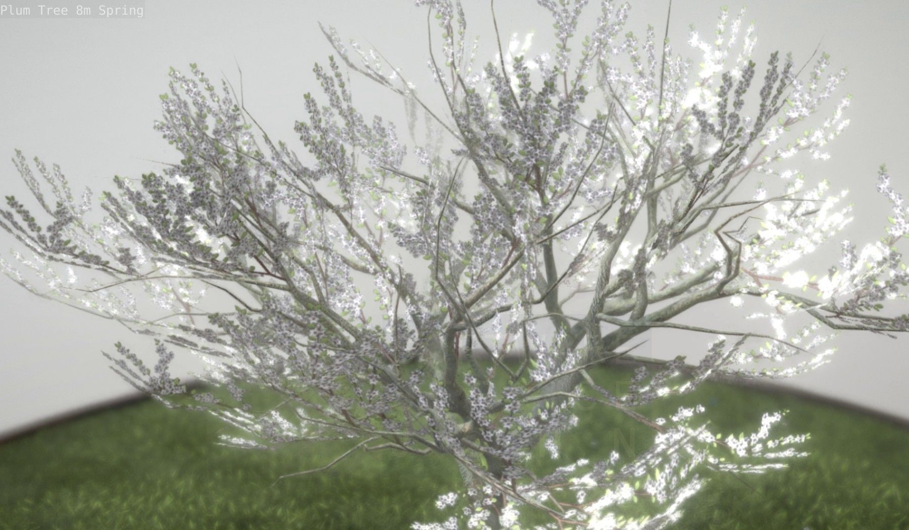 Plum Trees 8m Spring Low-poly 3D model_31