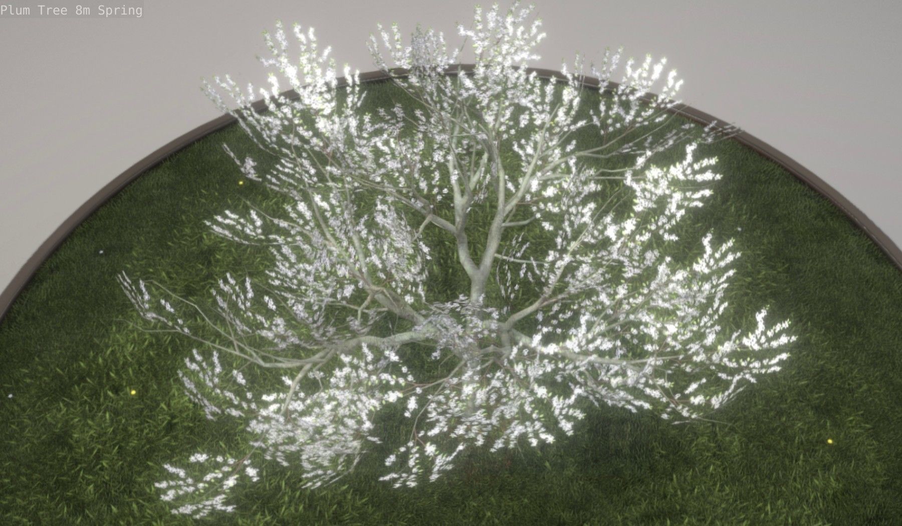 Plum Trees 8m Spring Low-poly 3D model_14