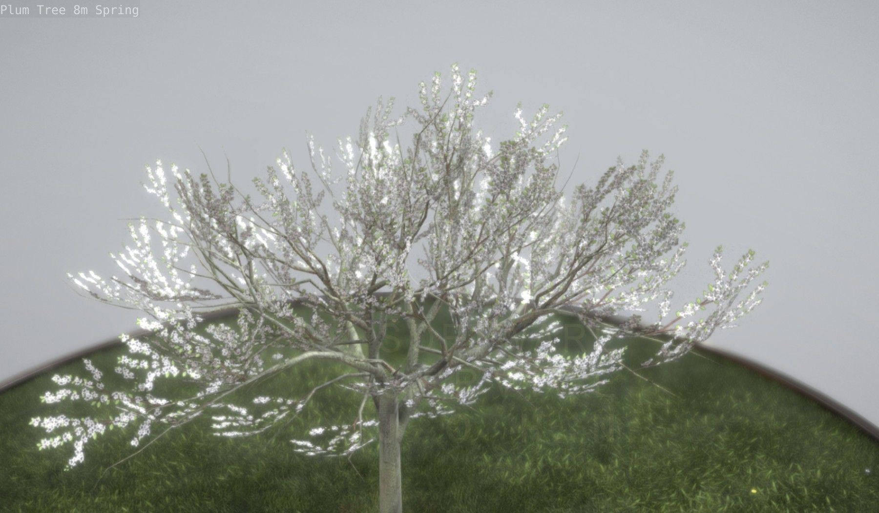Plum Trees 8m Spring Low-poly 3D model_77