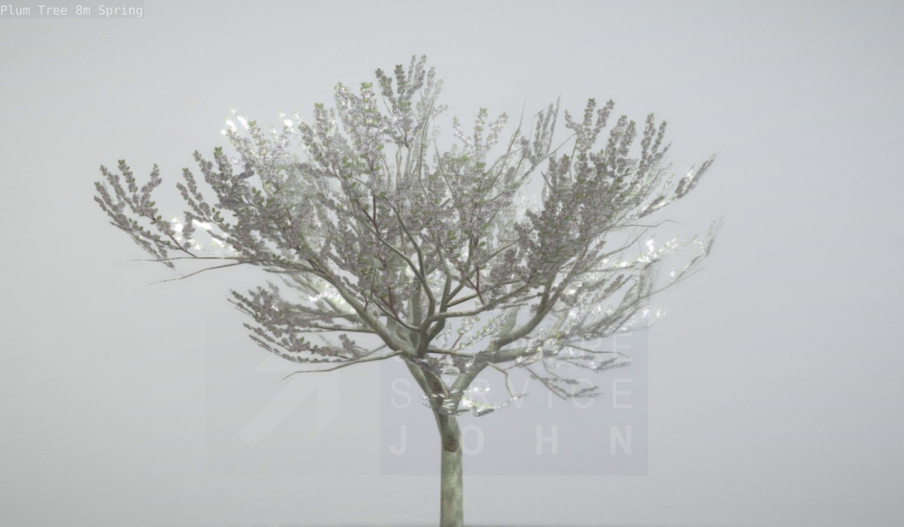 Plum Trees 8m Spring Low-poly 3D model_16
