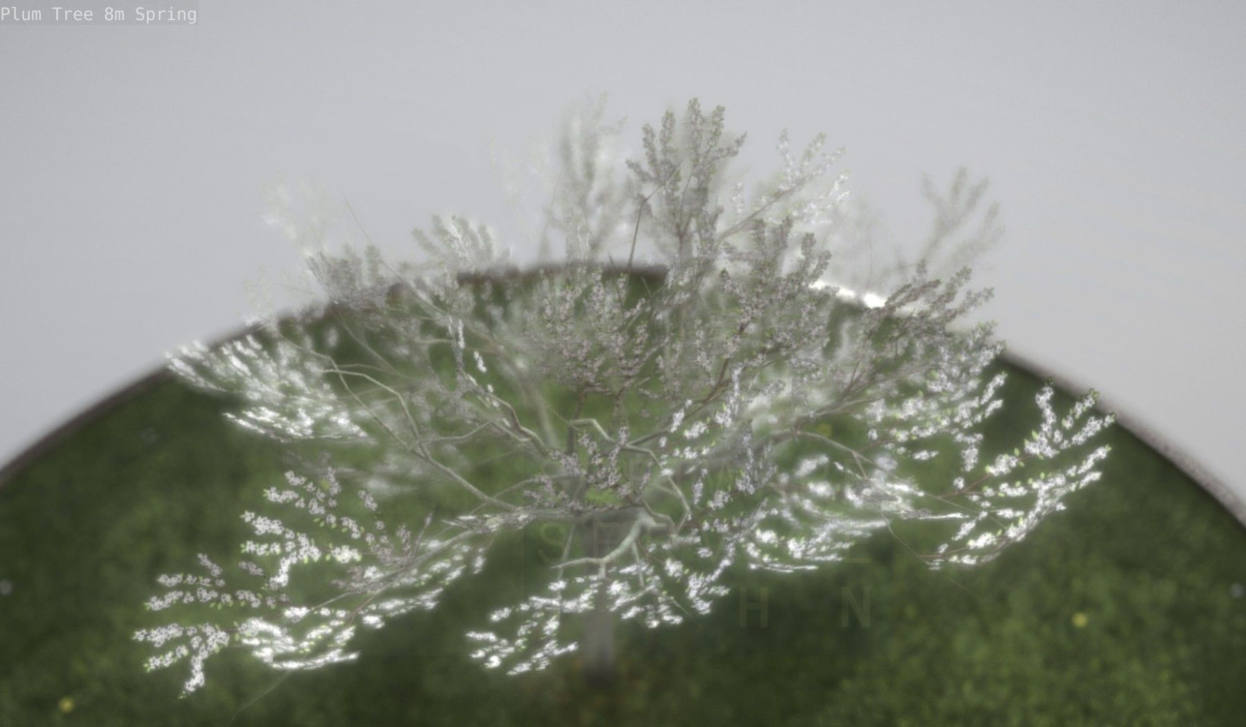 Plum Trees 8m Spring Low-poly 3D model_8