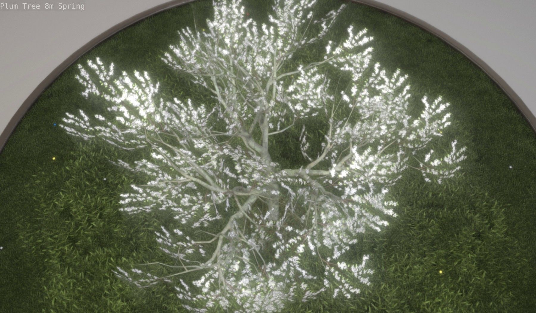 Plum Trees 8m Spring Low-poly 3D model_2