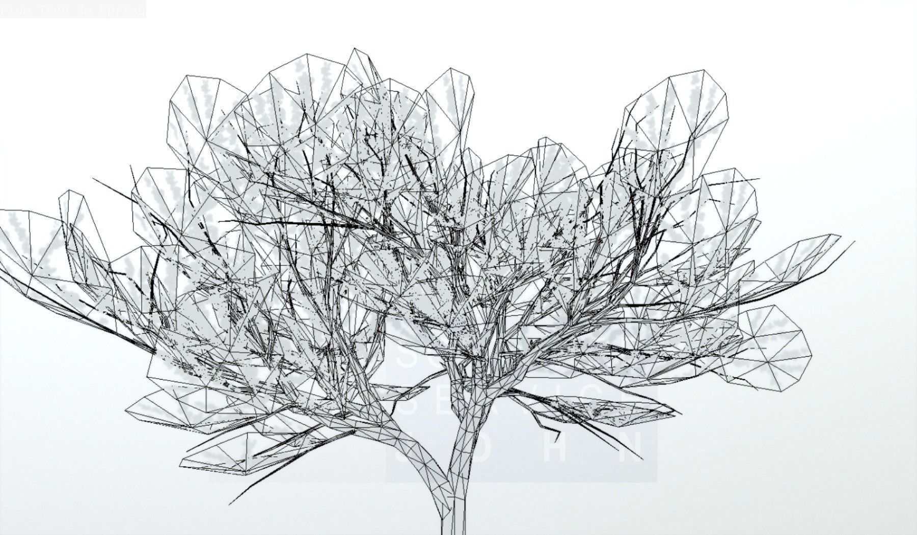 Plum Trees 8m Spring Low-poly 3D model_122