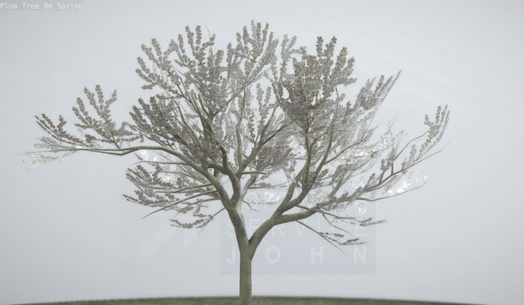 Plum Trees 8m Spring Low-poly 3D model_10