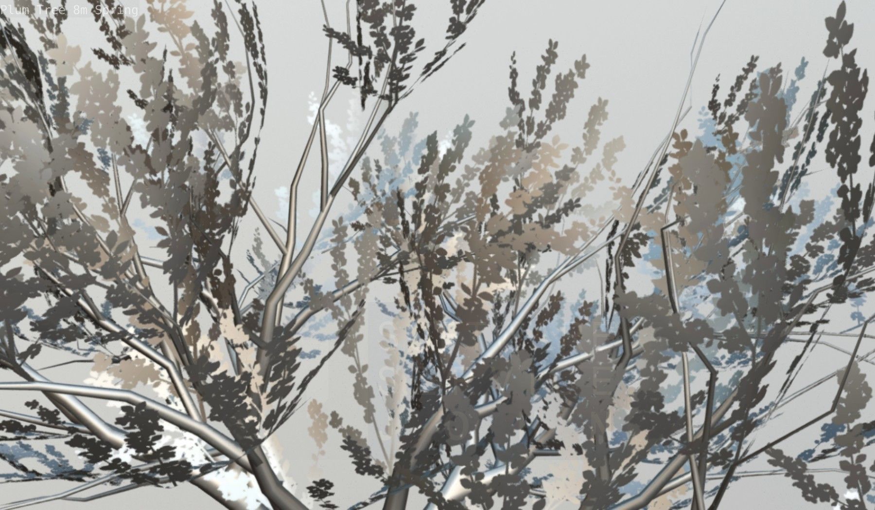 Plum Trees 8m Spring Low-poly 3D model_114