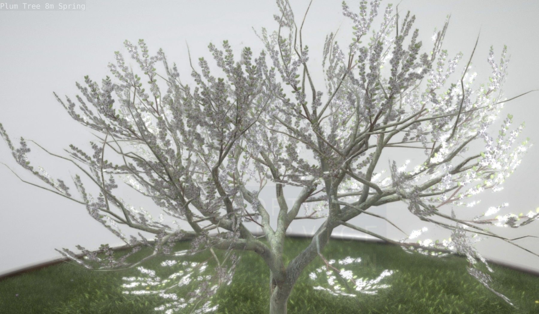 Plum Trees 8m Spring Low-poly 3D model_42