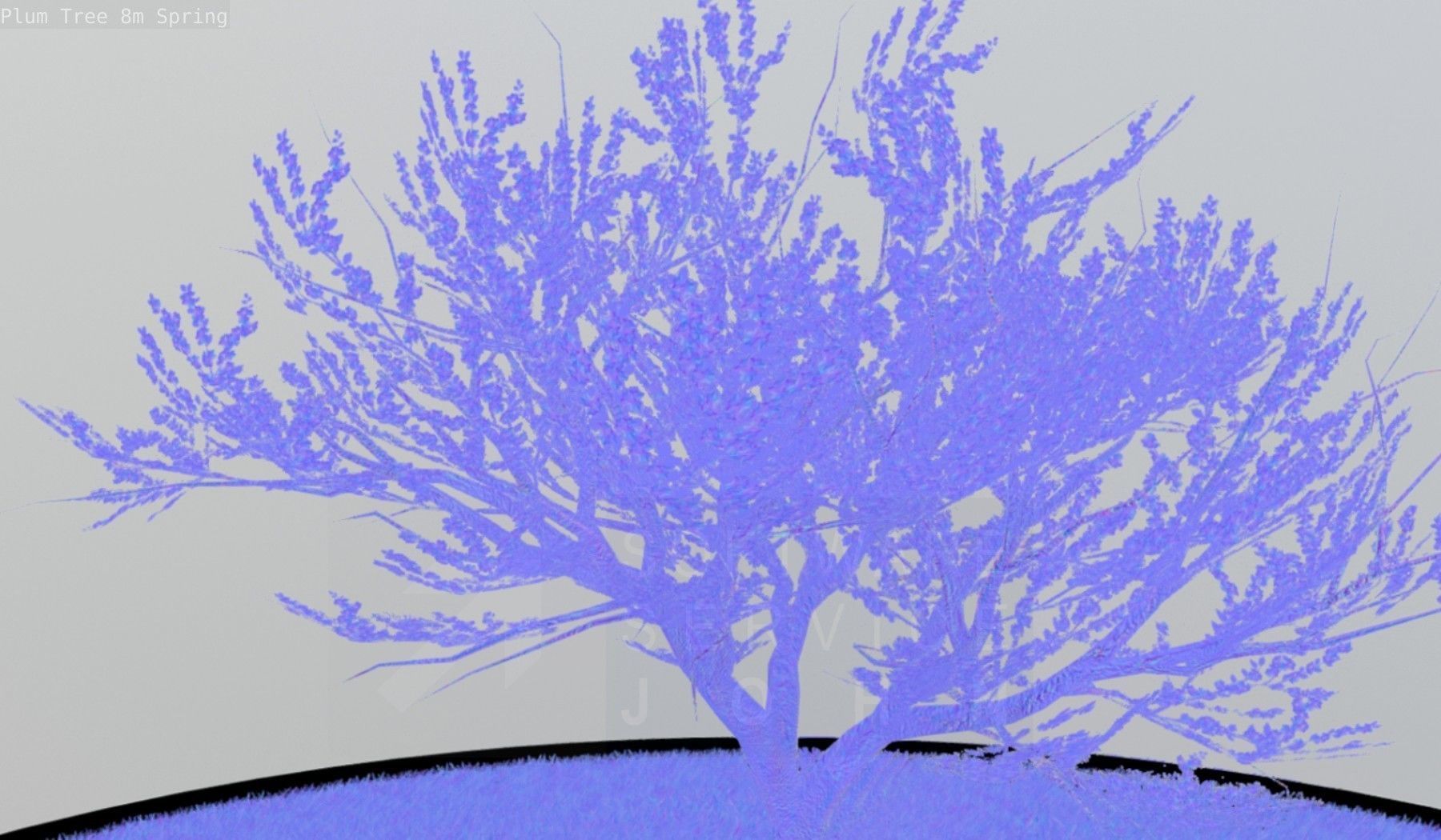 Plum Trees 8m Spring Low-poly 3D model_130