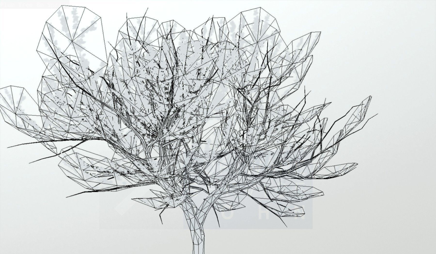 Plum Trees 8m Spring Low-poly 3D model_128