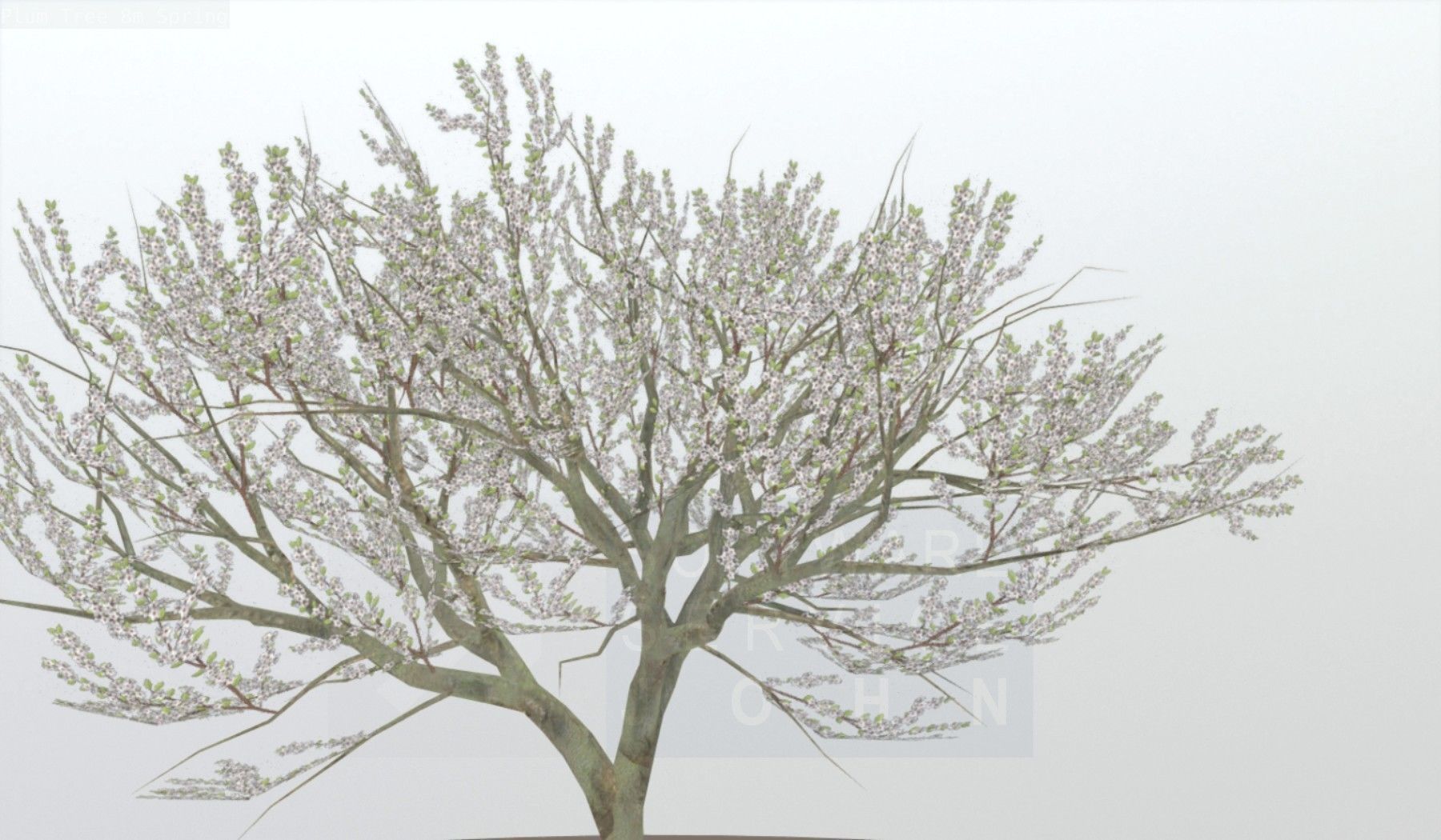 Plum Trees 8m Spring Low-poly 3D model_94