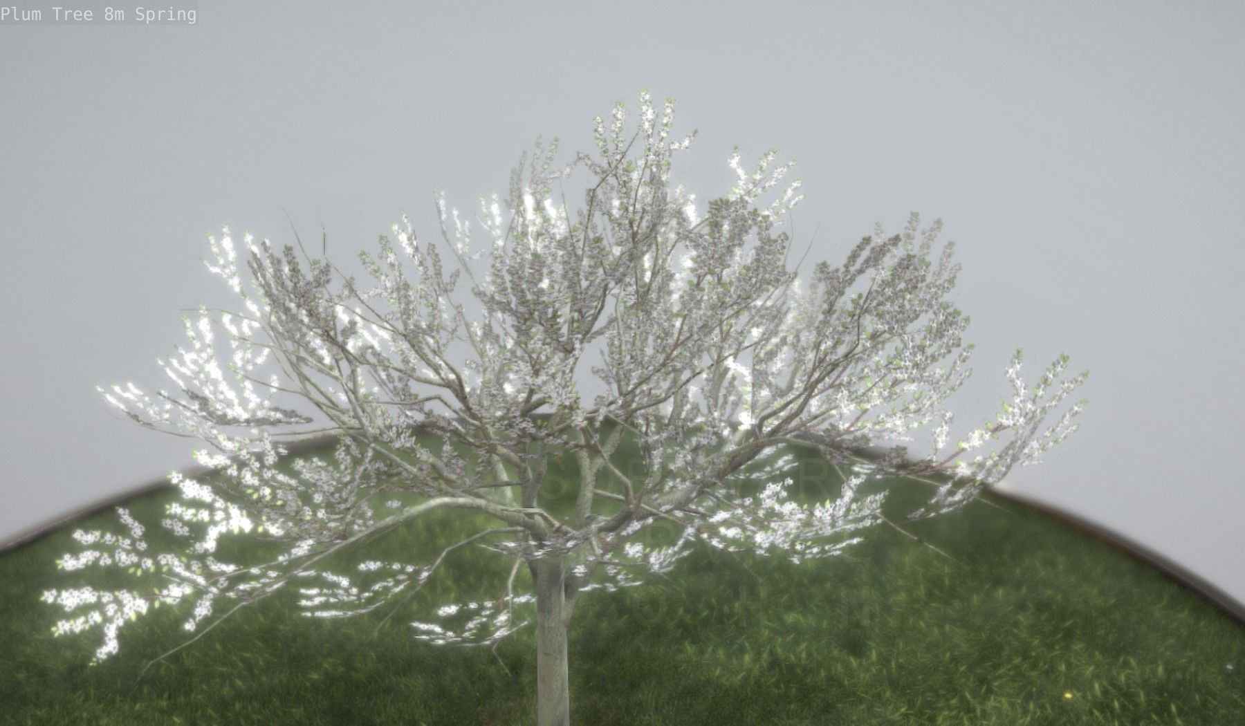 Plum Trees 8m Spring Low-poly 3D model_82