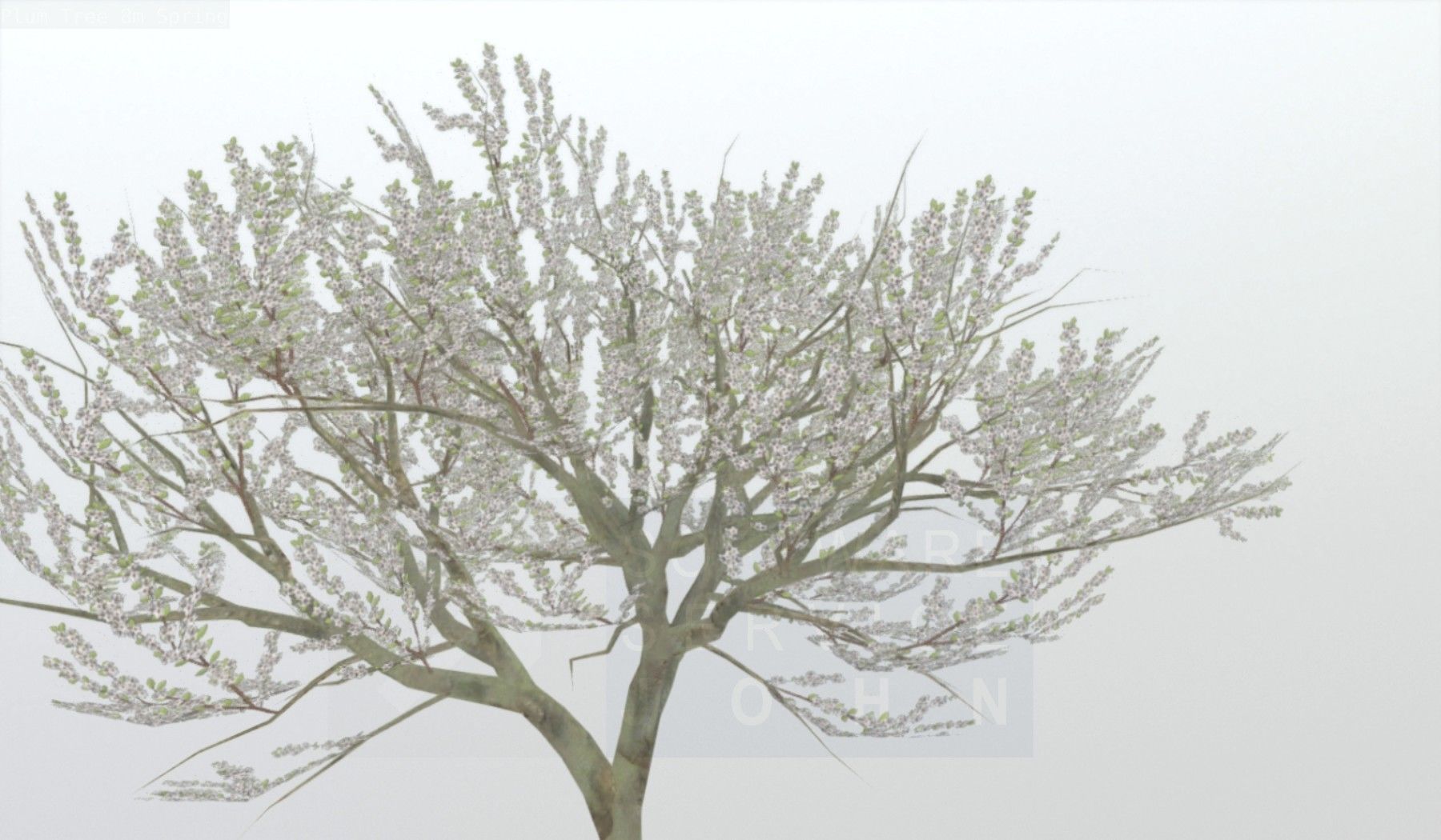 Plum Trees 8m Spring Low-poly 3D model_86