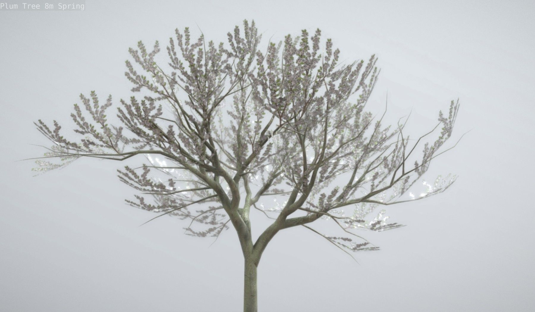 Plum Trees 8m Spring Low-poly 3D model_11