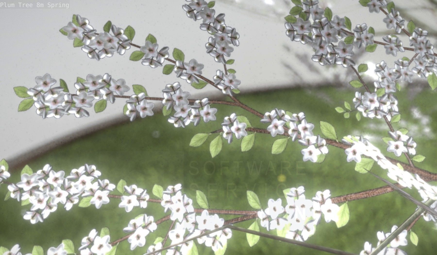 Plum Trees 8m Spring Low-poly 3D model_64