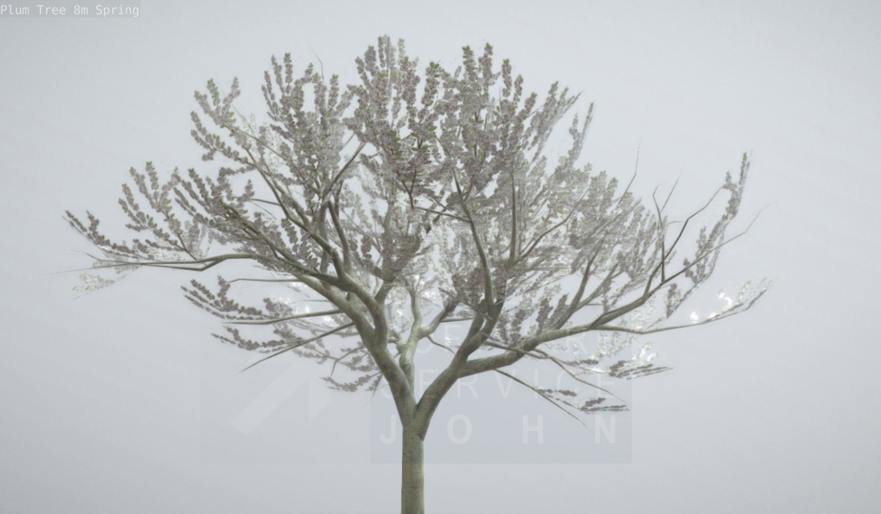 Plum Trees 8m Spring Low-poly 3D model_18