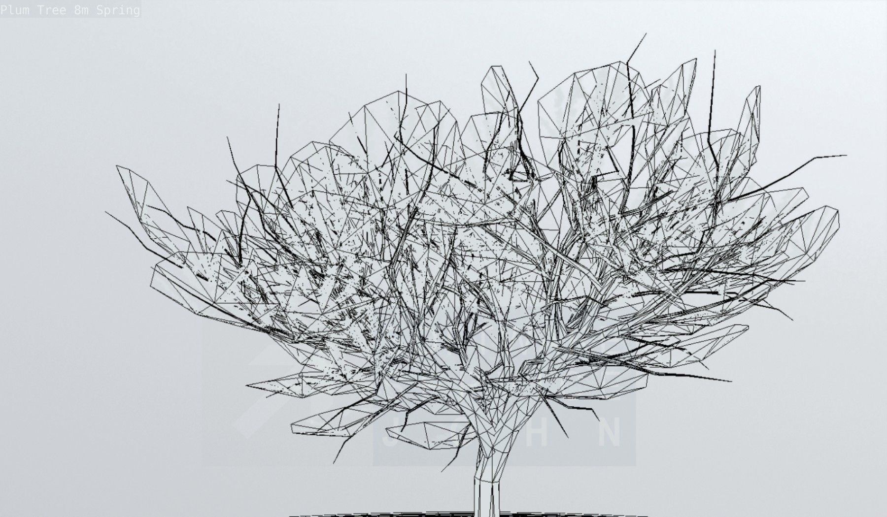 Plum Trees 8m Spring Low-poly 3D model_129