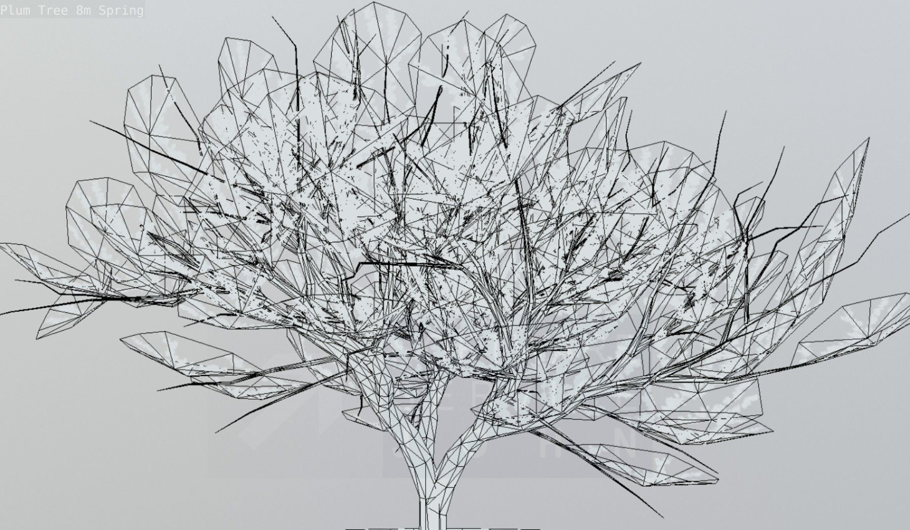 Plum Trees 8m Spring Low-poly 3D model_131