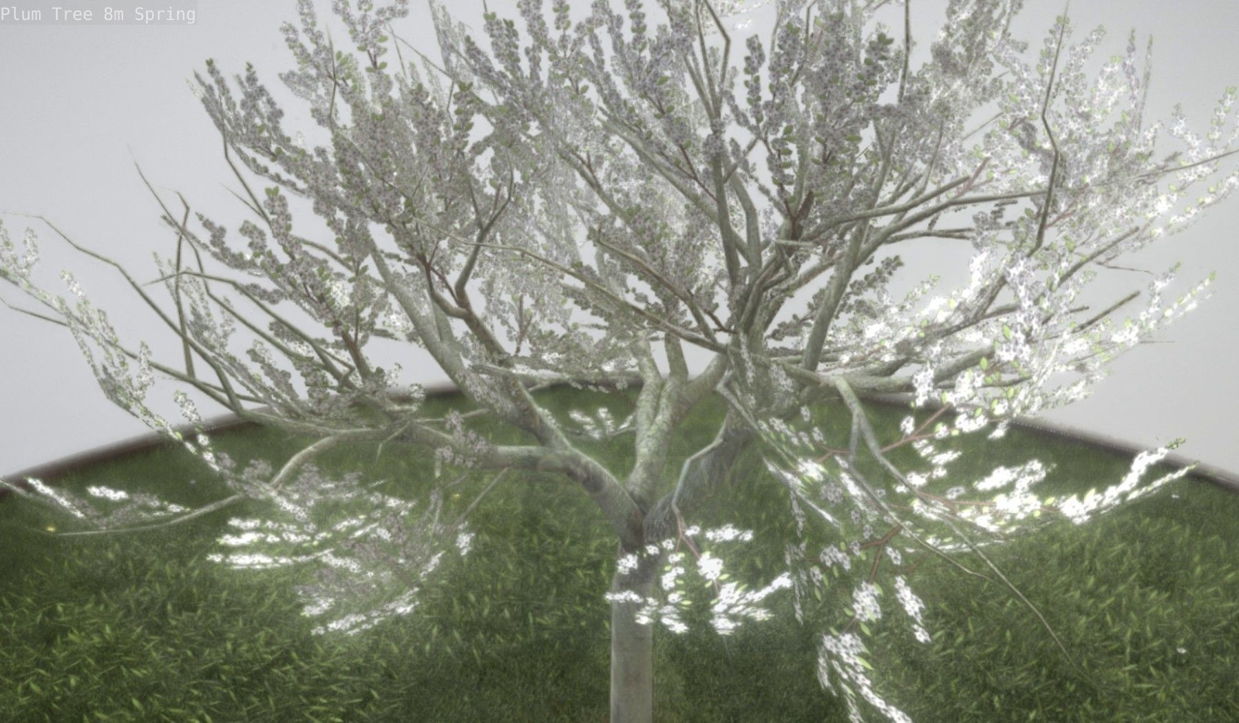 Plum Trees 8m Spring Low-poly 3D model_58