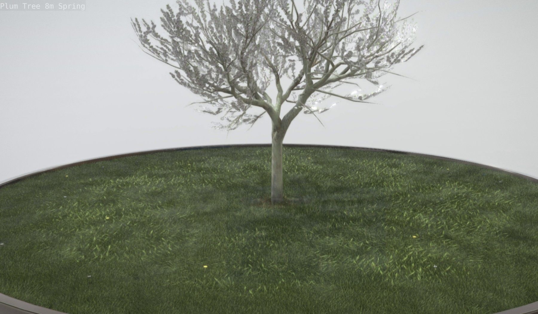 Plum Trees 8m Spring Low-poly 3D model_4
