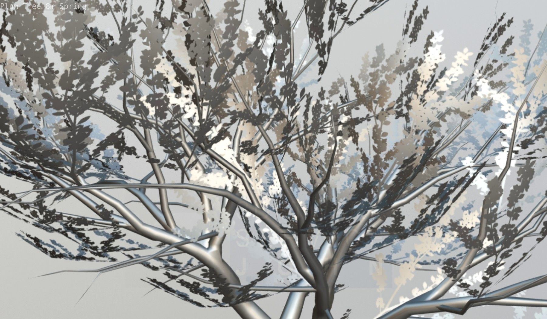 Plum Trees 8m Spring Low-poly 3D model_107