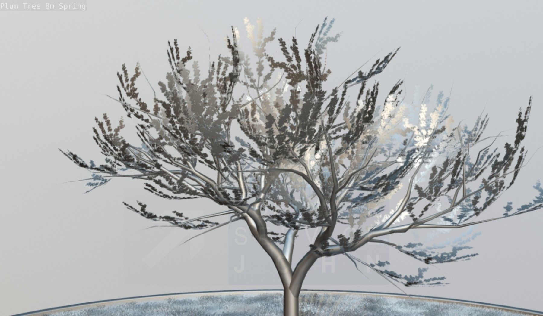 Plum Trees 8m Spring Low-poly 3D model_105