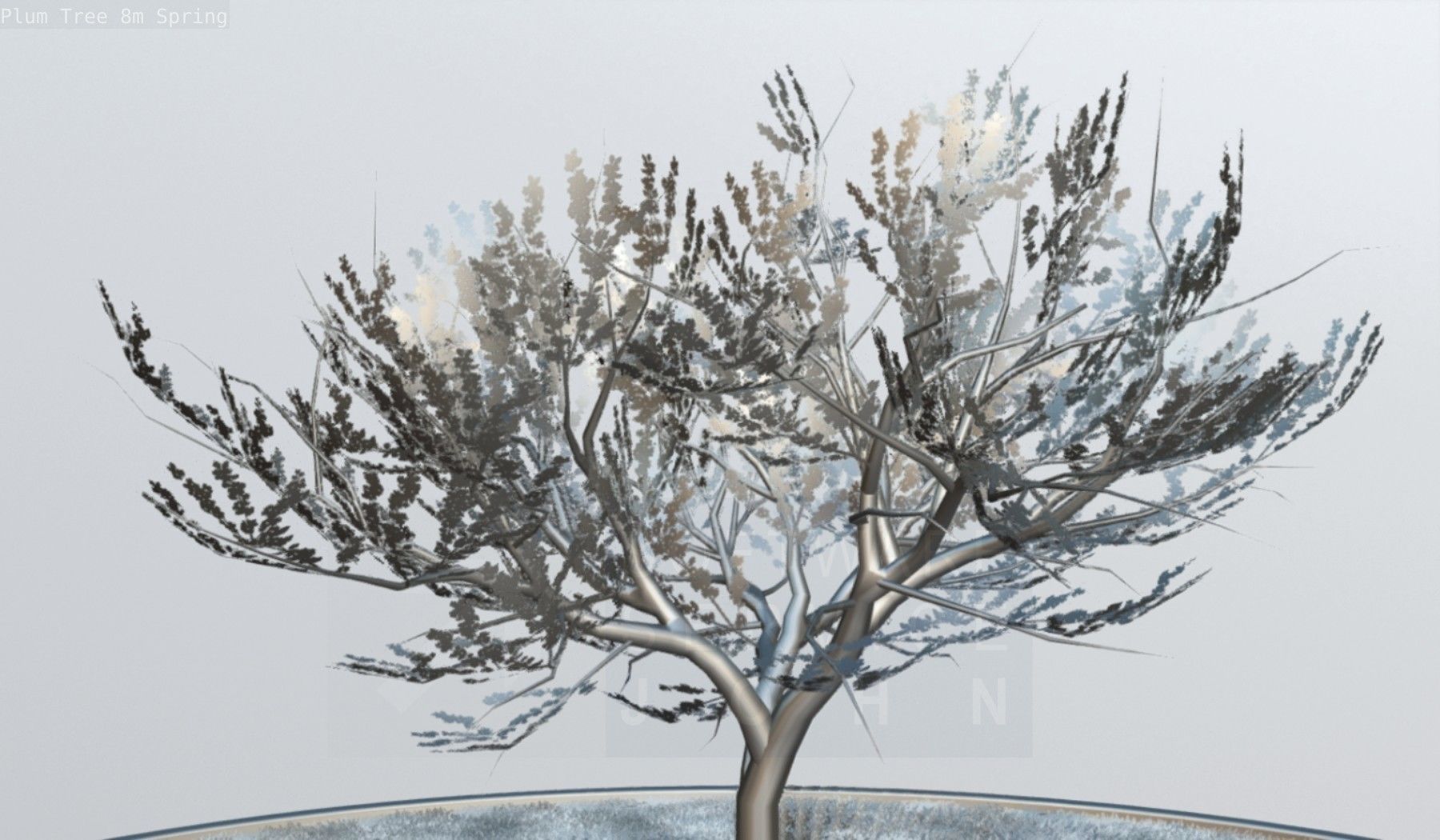 Plum Trees 8m Spring Low-poly 3D model_98