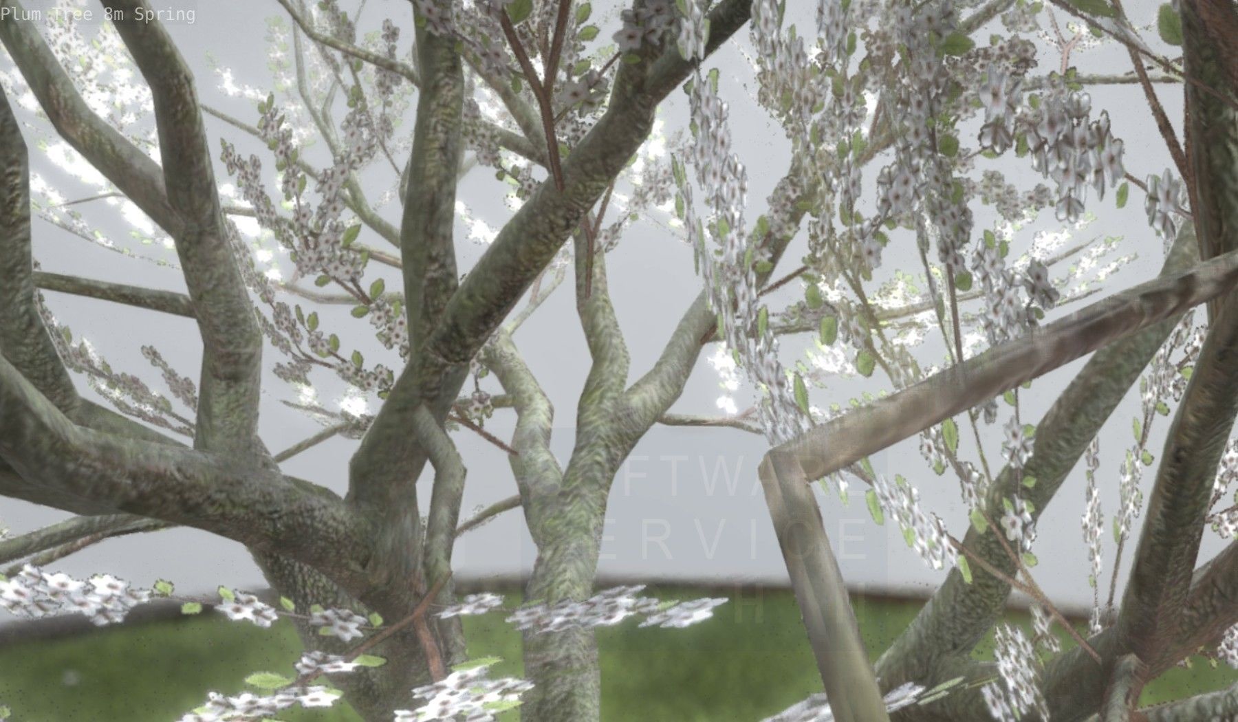 Plum Trees 8m Spring Low-poly 3D model_50