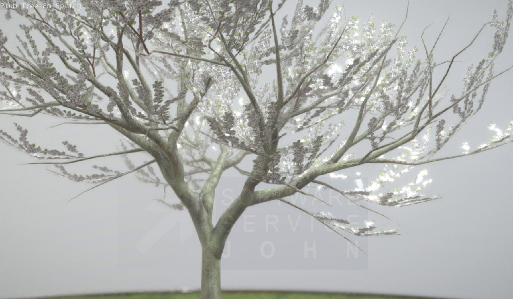 Plum Trees 8m Spring Low-poly 3D model_75