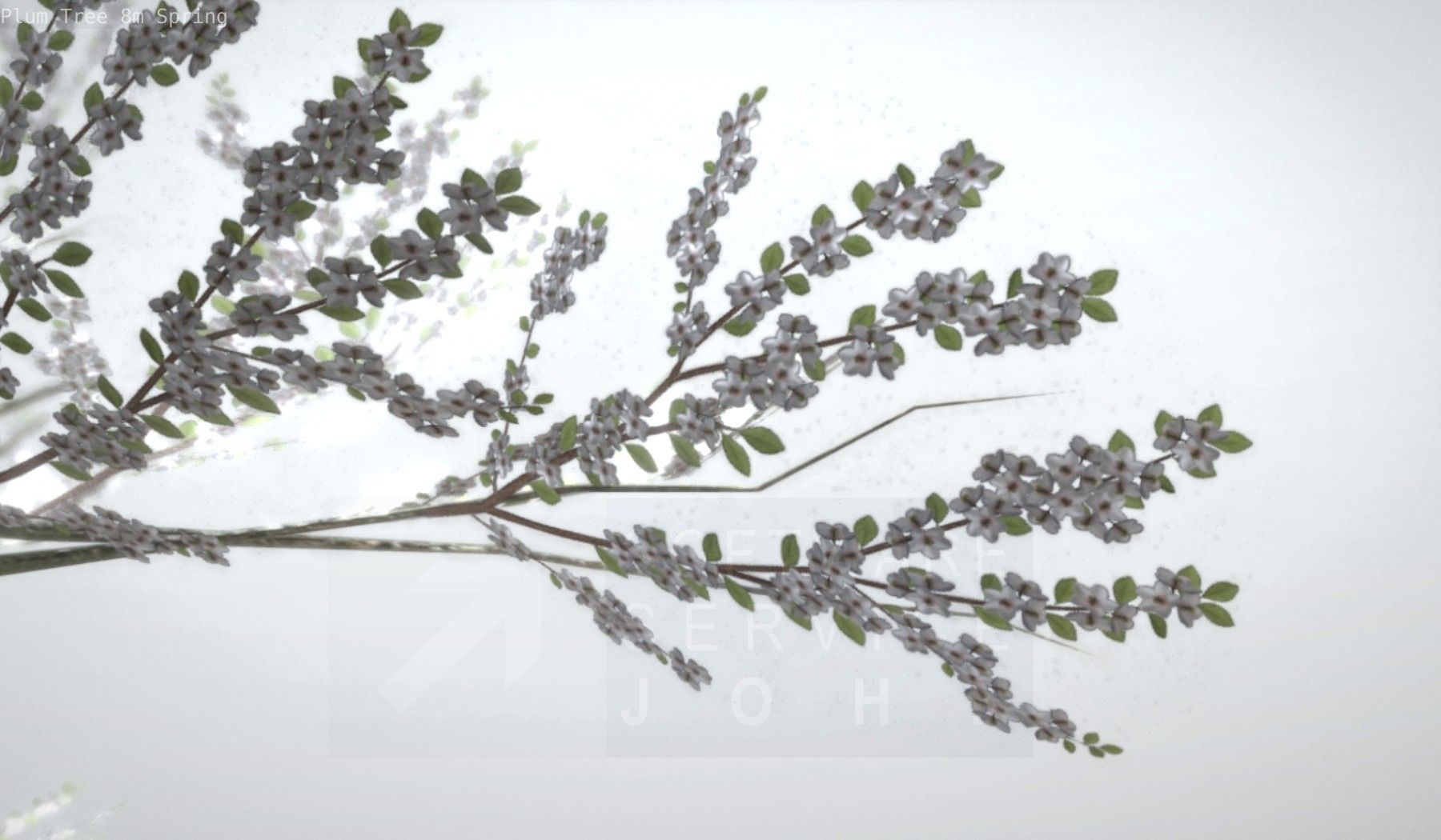 Plum Trees 8m Spring Low-poly 3D model_68