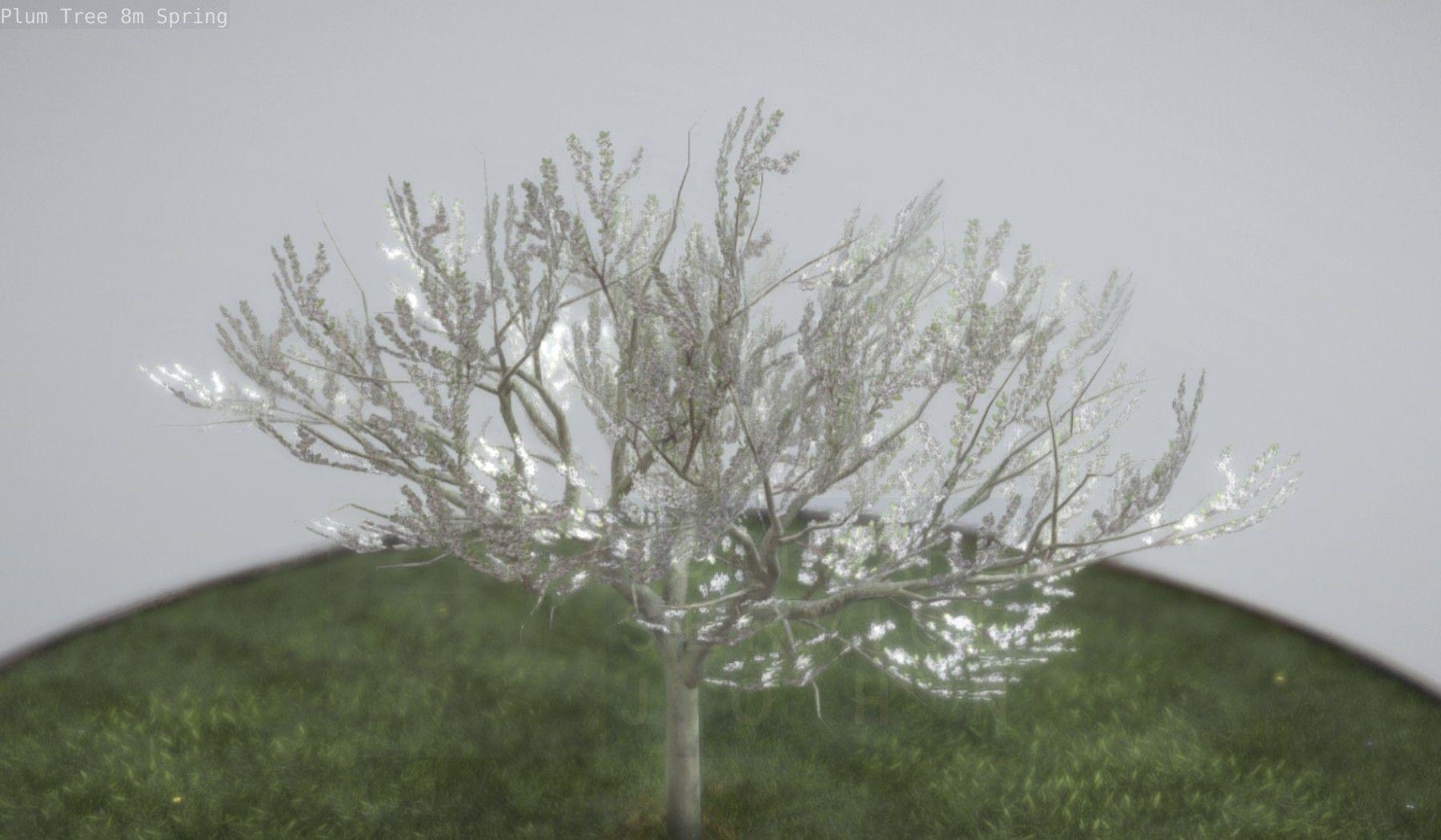 Plum Trees 8m Spring Low-poly 3D model_6