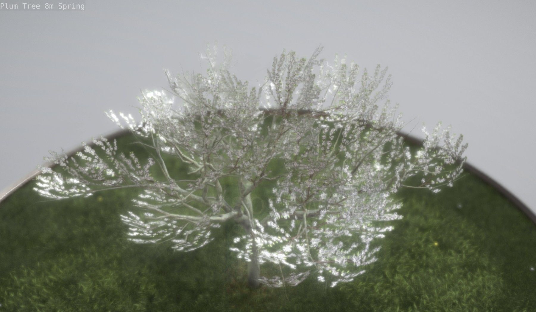 Plum Trees 8m Spring Low-poly 3D model_24