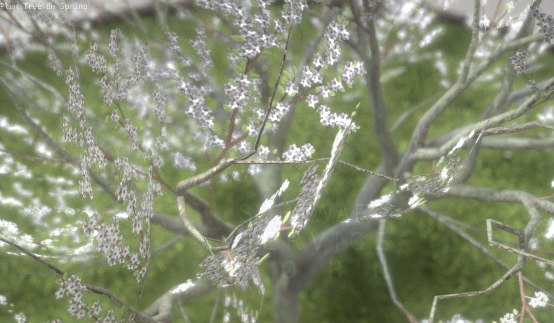 Plum Trees 8m Spring Low-poly 3D model_51