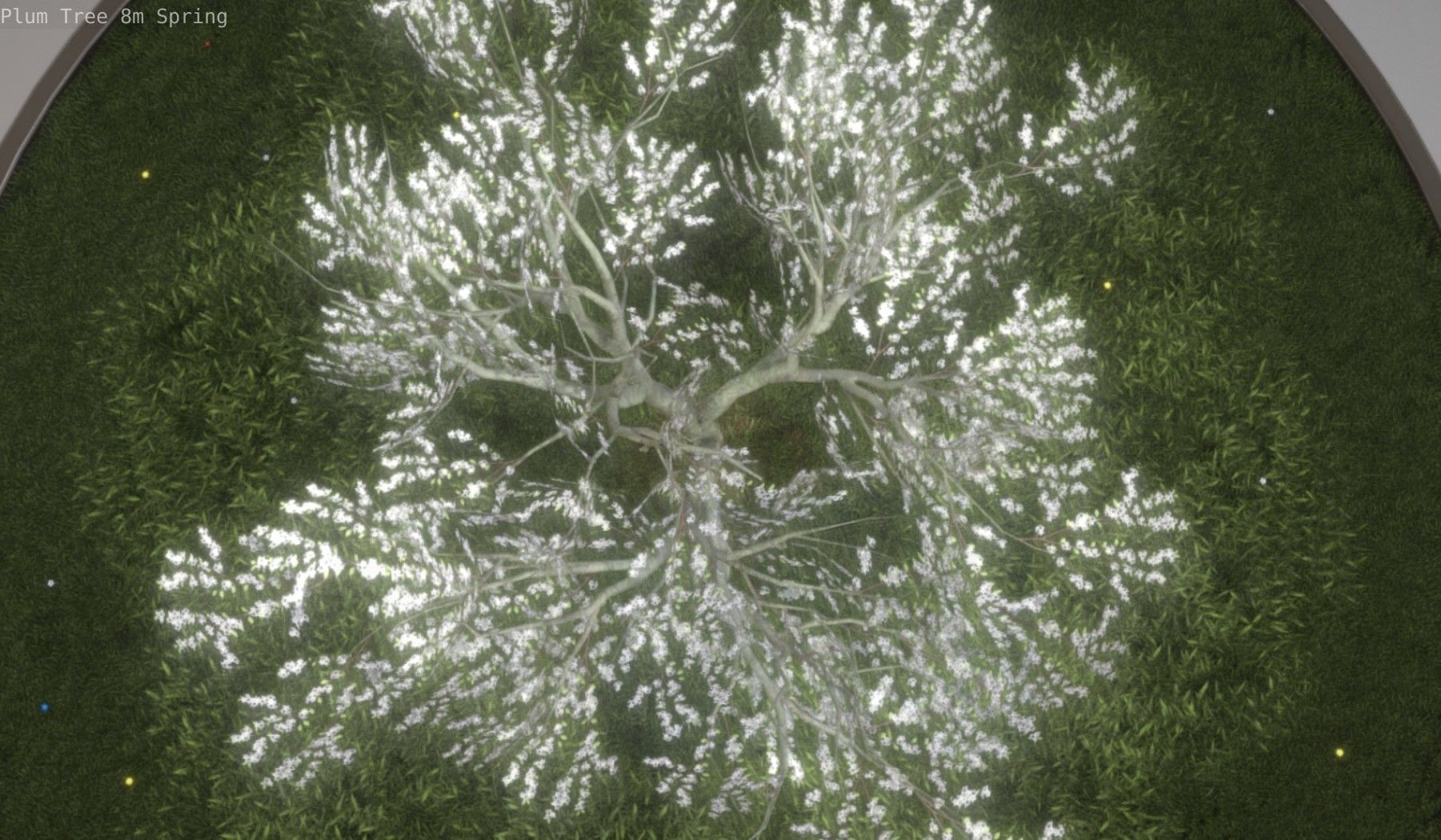 Plum Trees 8m Spring Low-poly 3D model_33