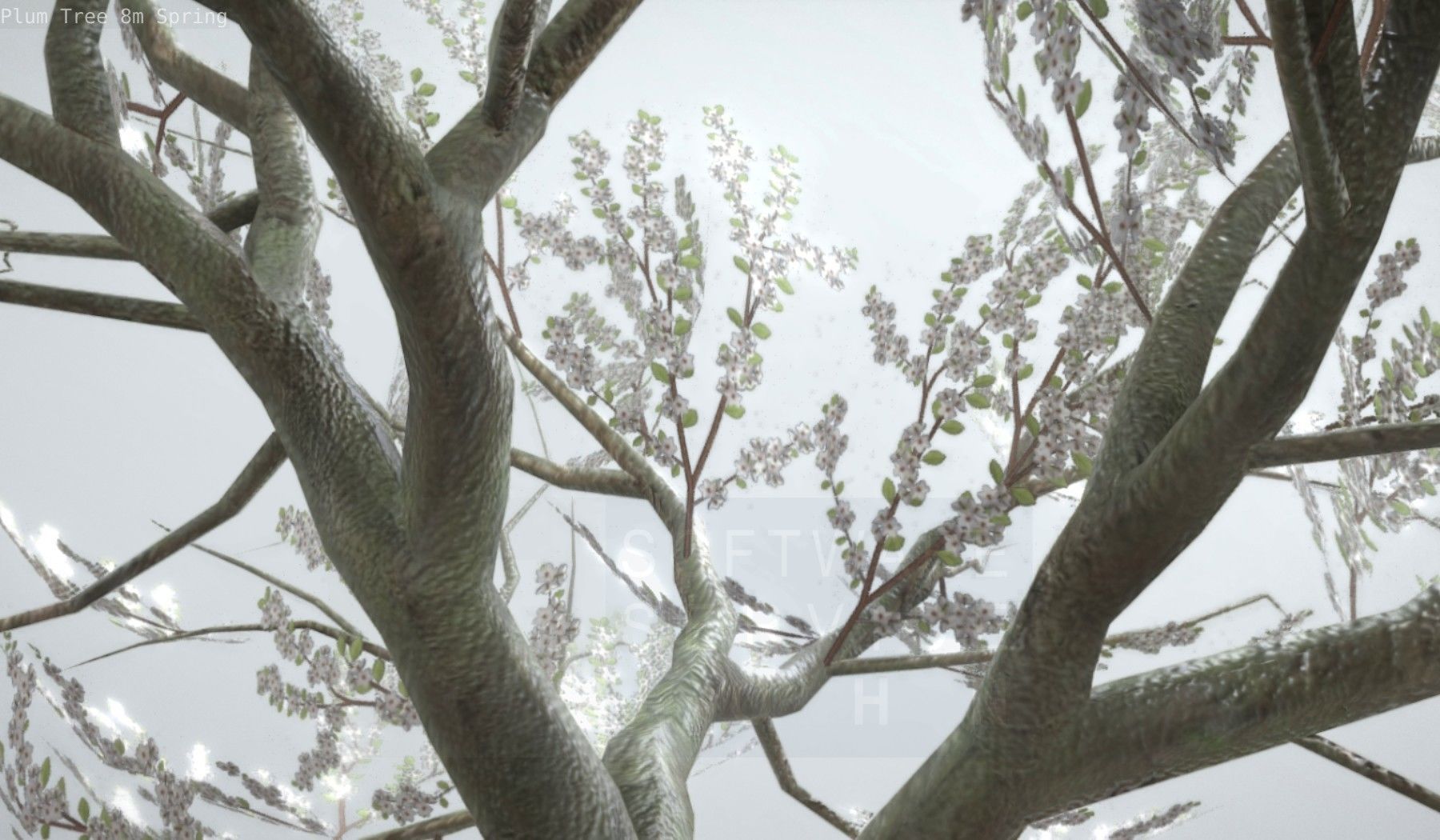 Plum Trees 8m Spring Low-poly 3D model_55