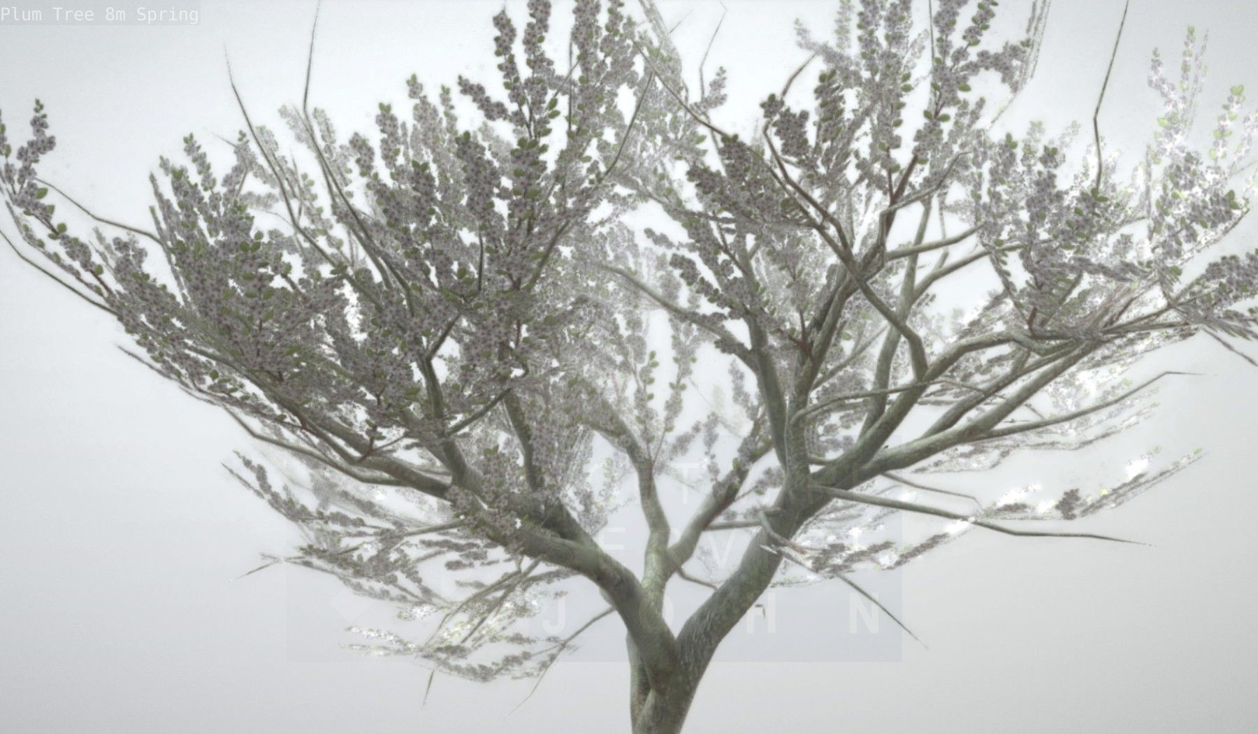 Plum Trees 8m Spring Low-poly 3D model_36