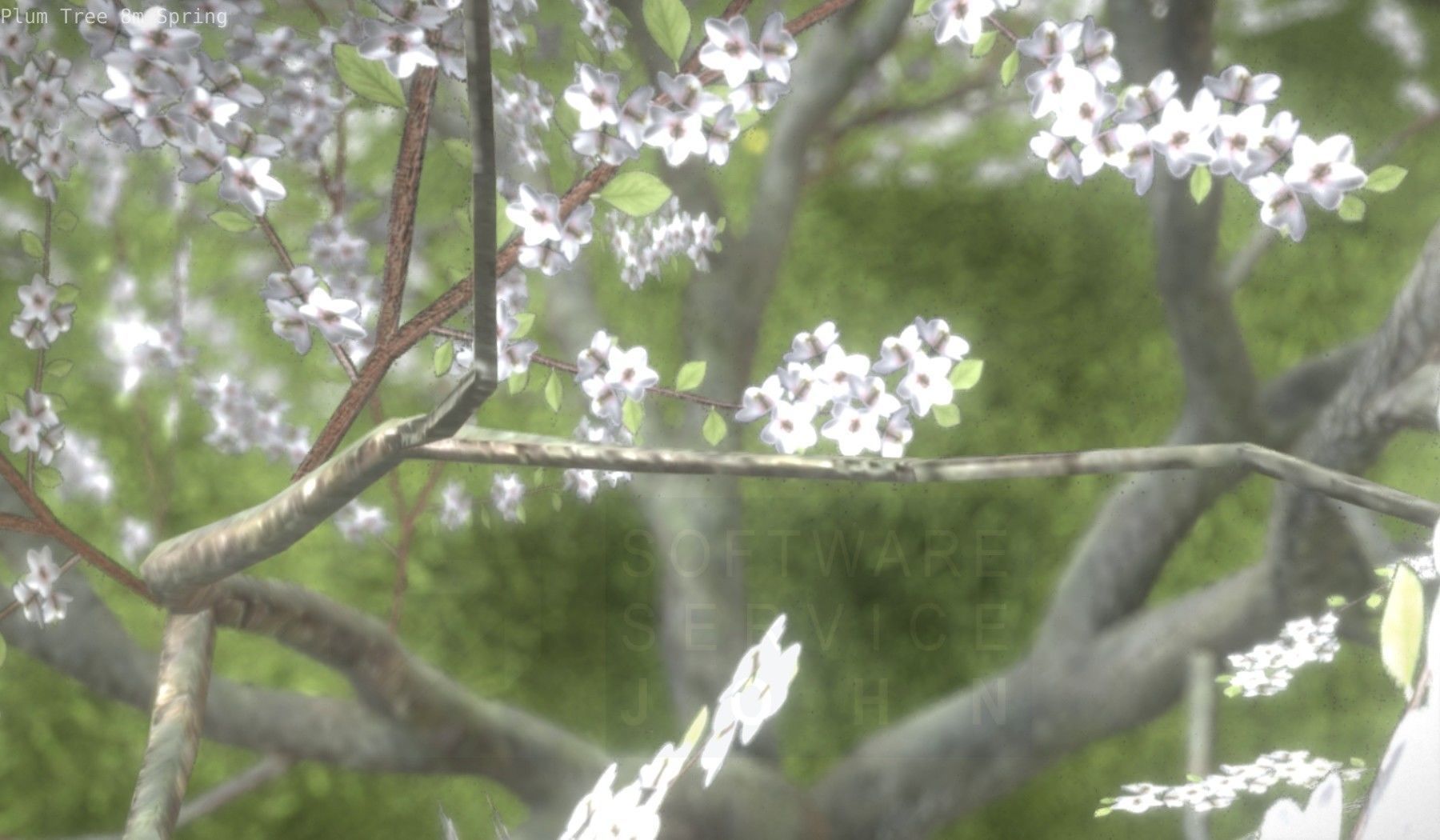 Plum Trees 8m Spring Low-poly 3D model_52