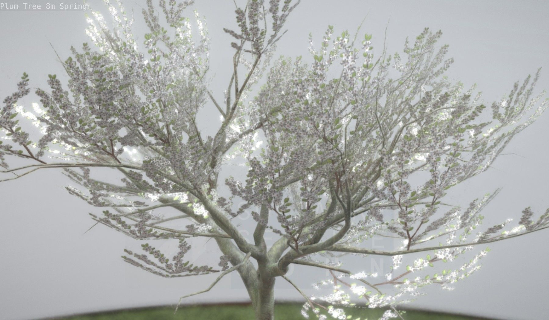 Plum Trees 8m Spring Low-poly 3D model_19