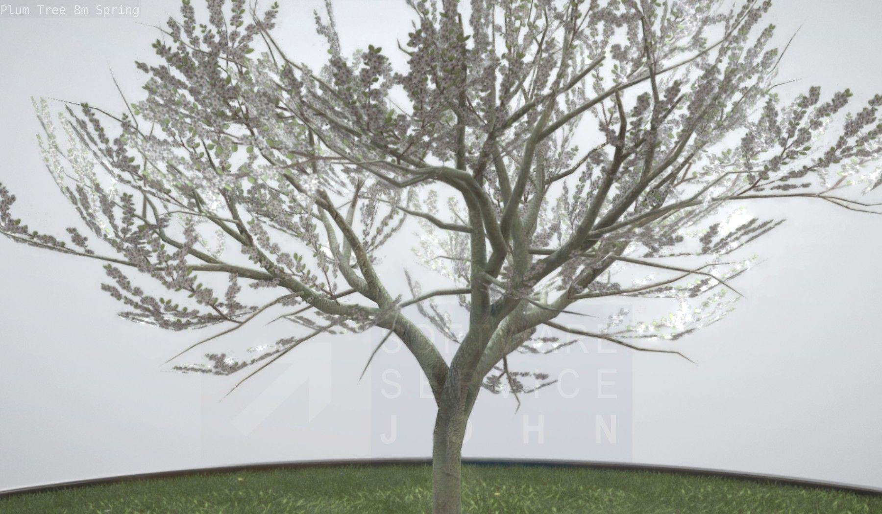 Plum Trees 8m Spring Low-poly 3D model_56