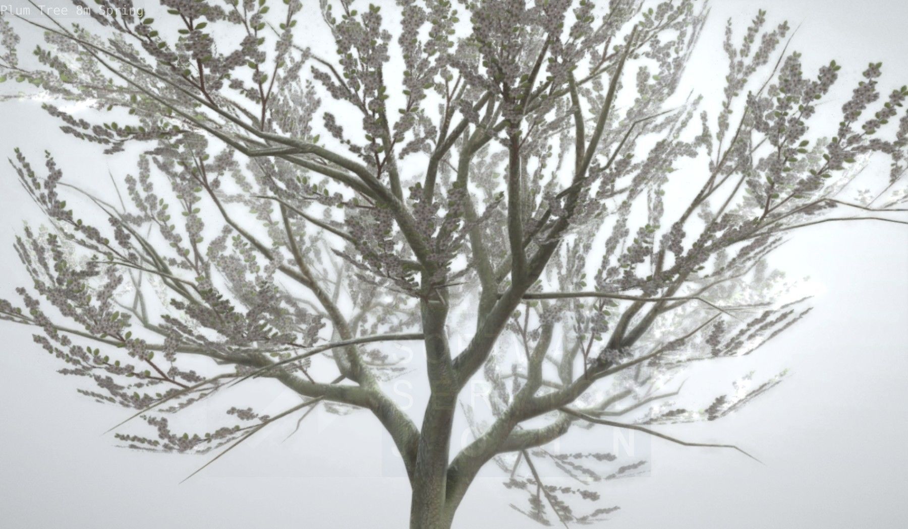 Plum Trees 8m Spring Low-poly 3D model_37
