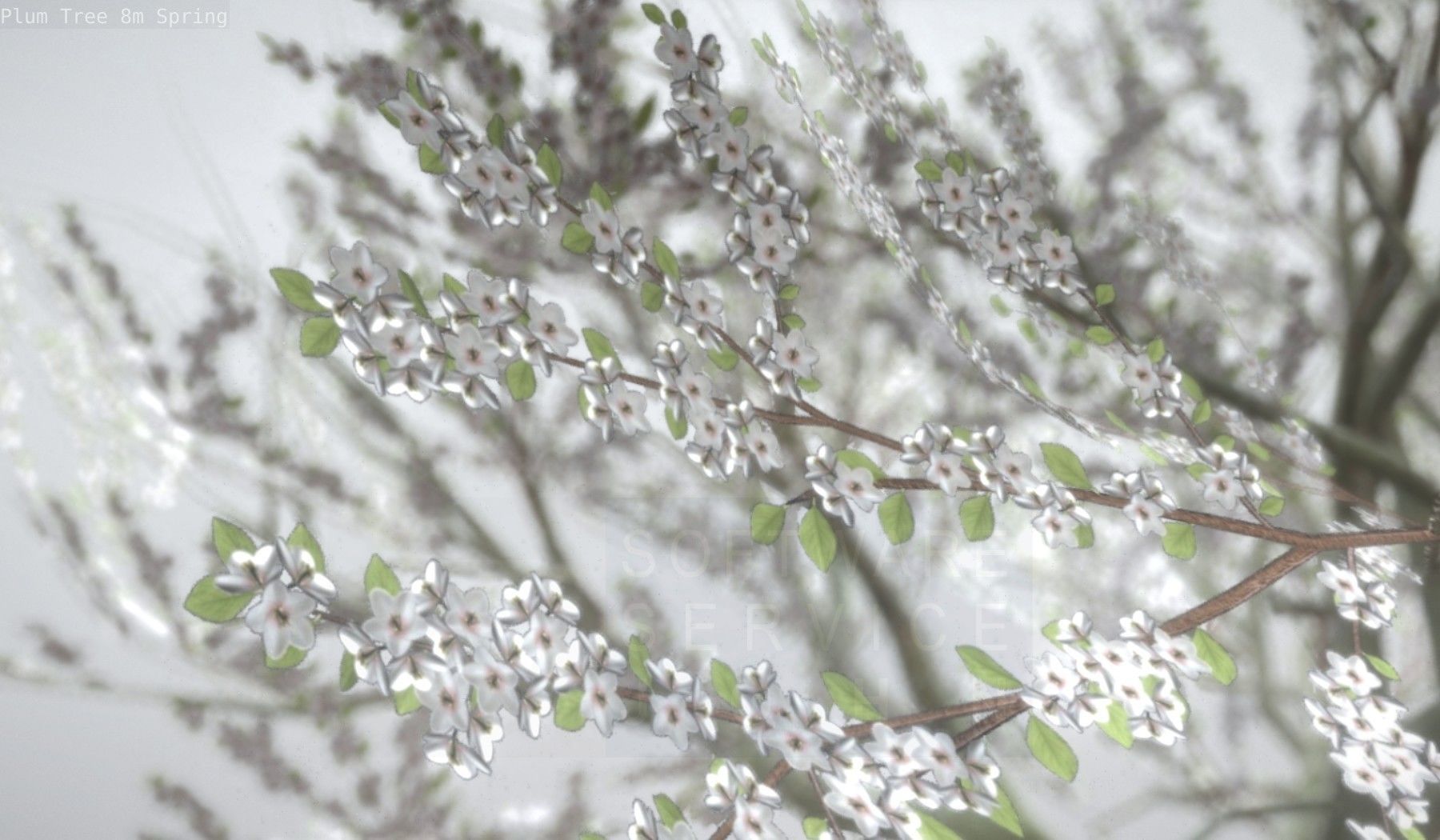 Plum Trees 8m Spring Low-poly 3D model_61