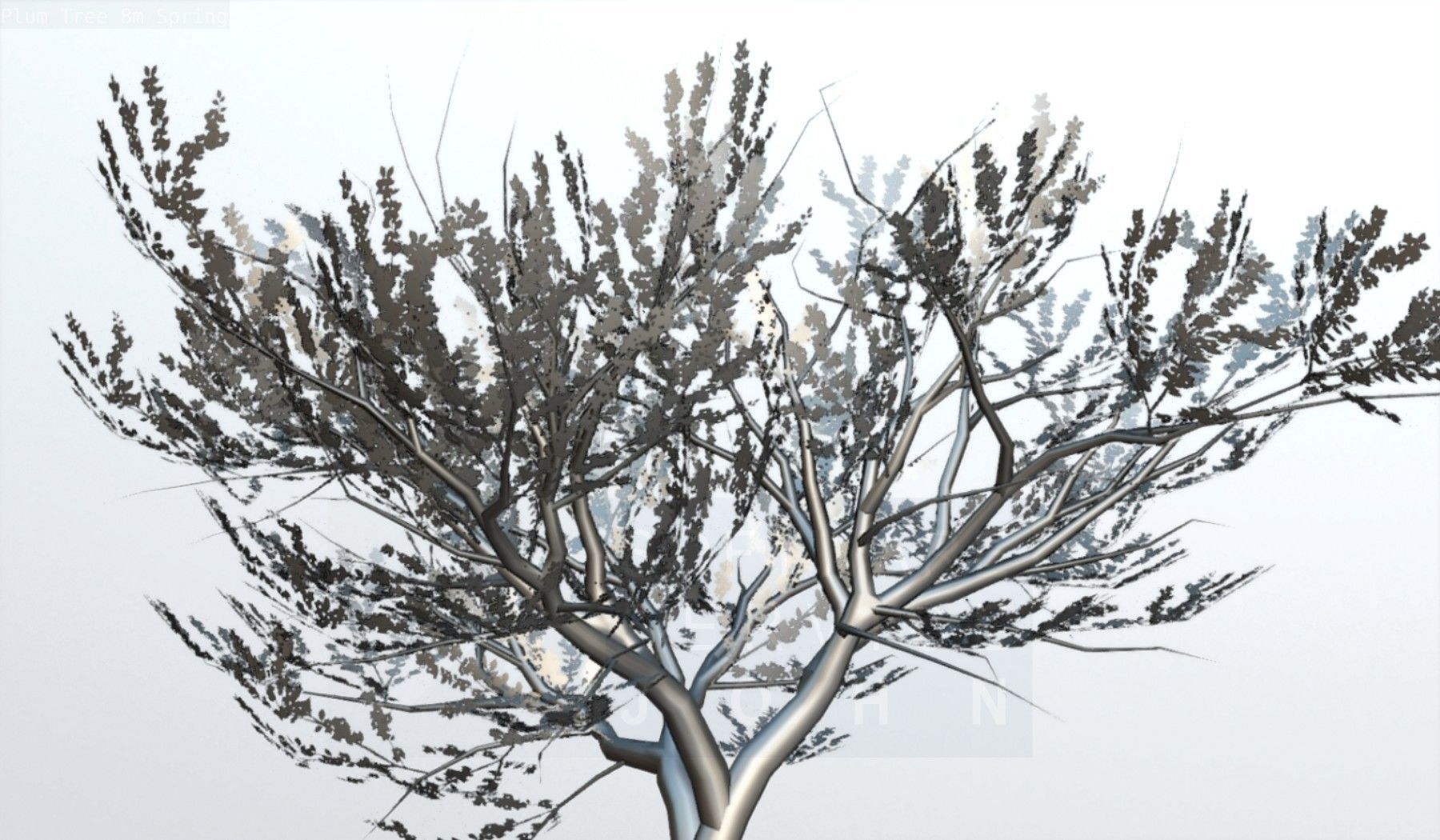 Plum Trees 8m Spring Low-poly 3D model_101
