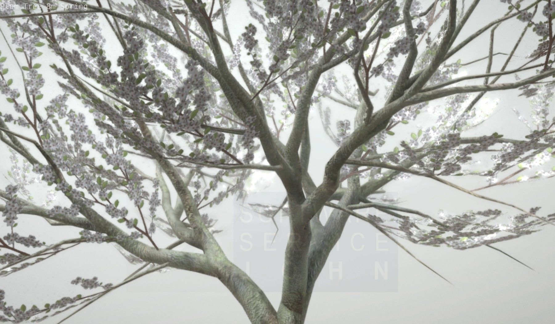 Plum Trees 8m Spring Low-poly 3D model_25