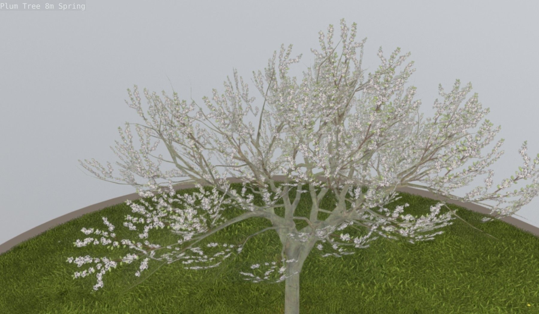 Plum Trees 8m Spring Low-poly 3D model_89