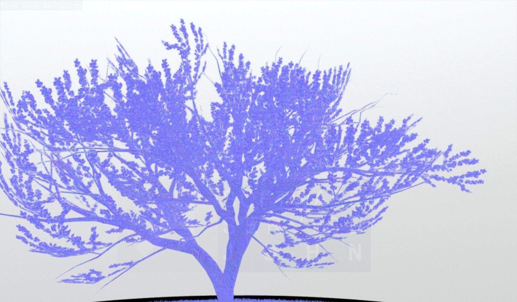 Plum Trees 8m Spring Low-poly 3D model_91