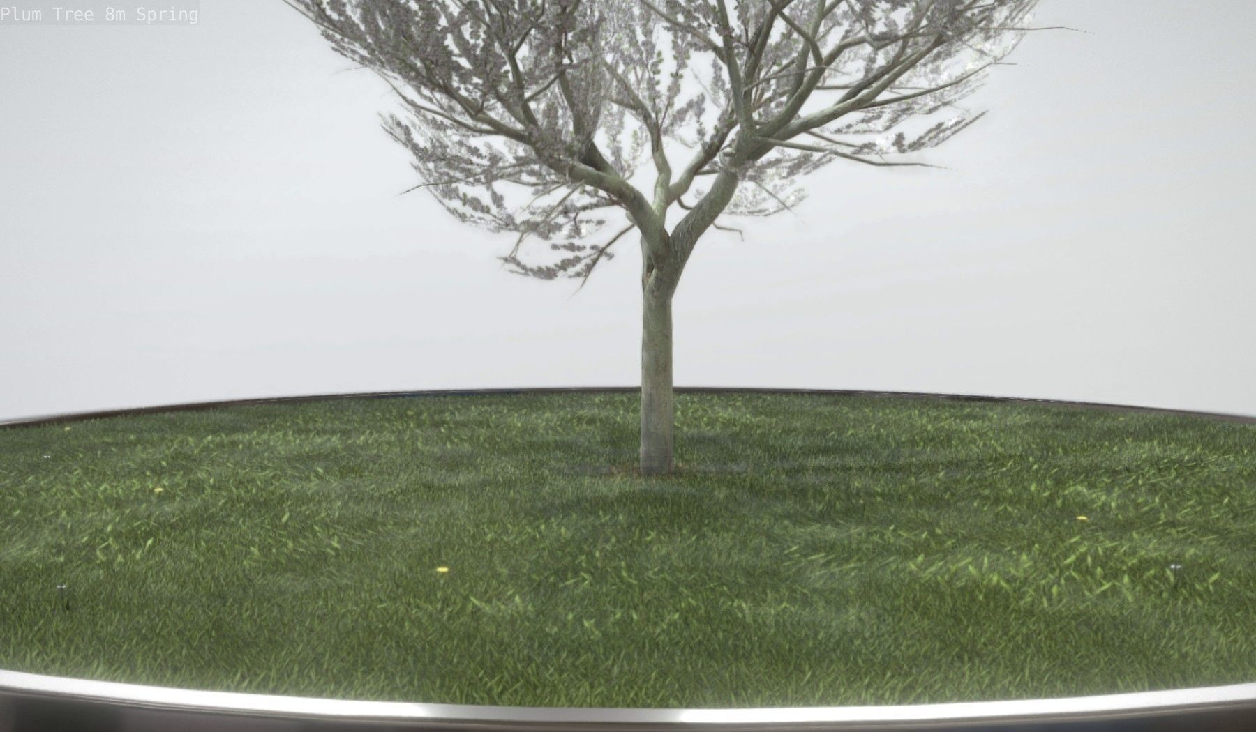 Plum Trees 8m Spring Low-poly 3D model_5