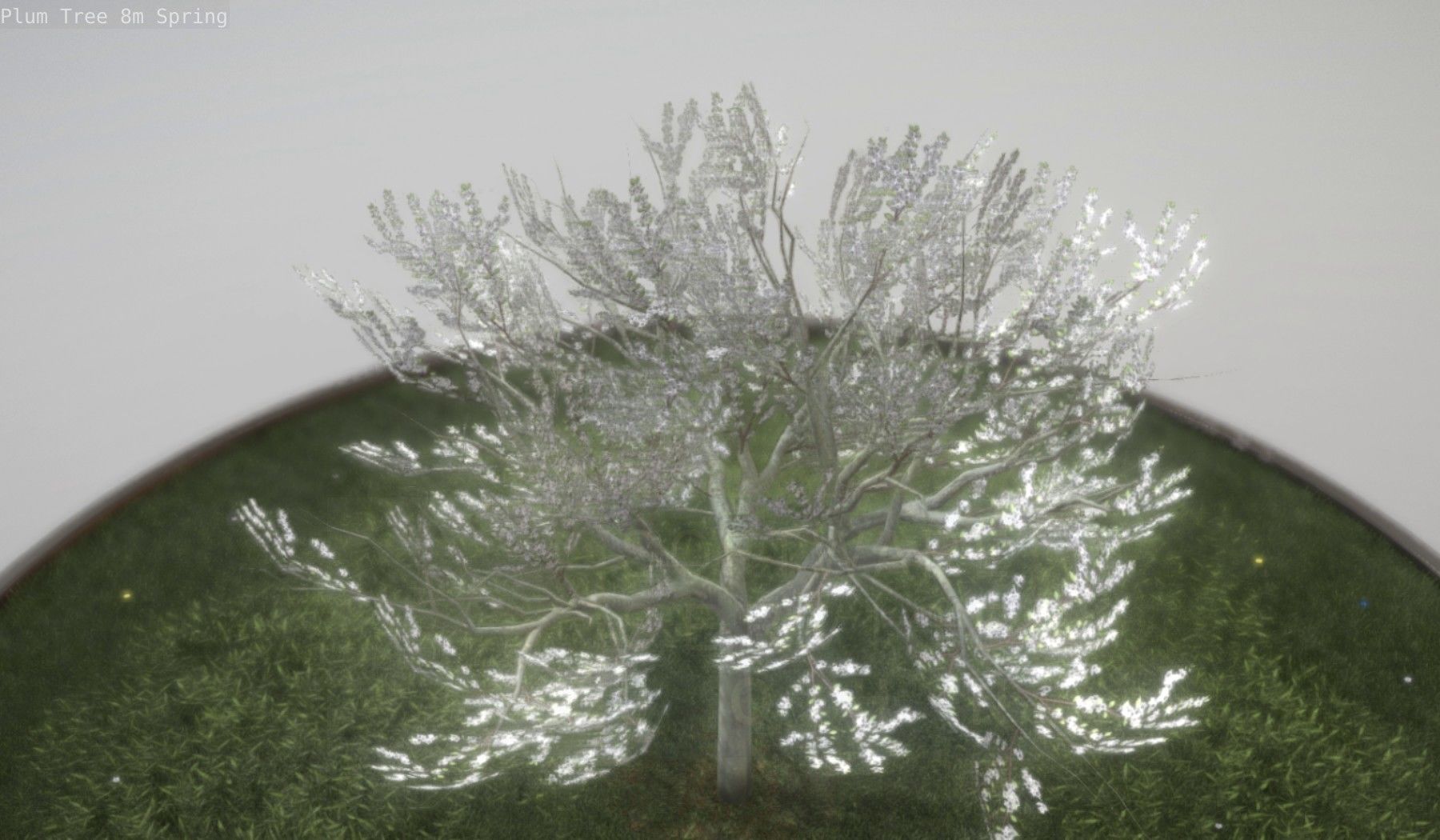 Plum Trees 8m Spring Low-poly 3D model_29